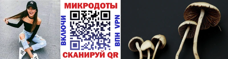 продажа наркотиков  shop какой сайт  Галлюциногенные грибы Psilocybe  Муром 
